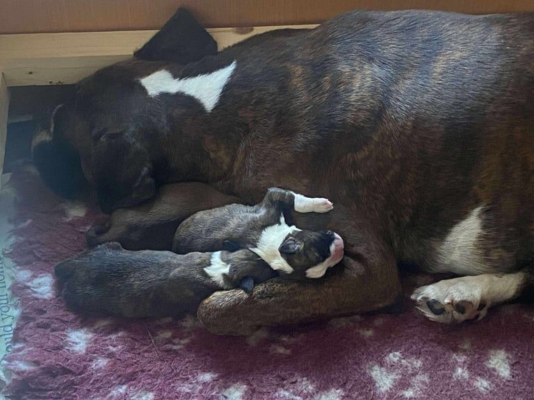 Boxer puppies for sale in Knowle, Bristol – 5 weeks old - Image 2 of 2