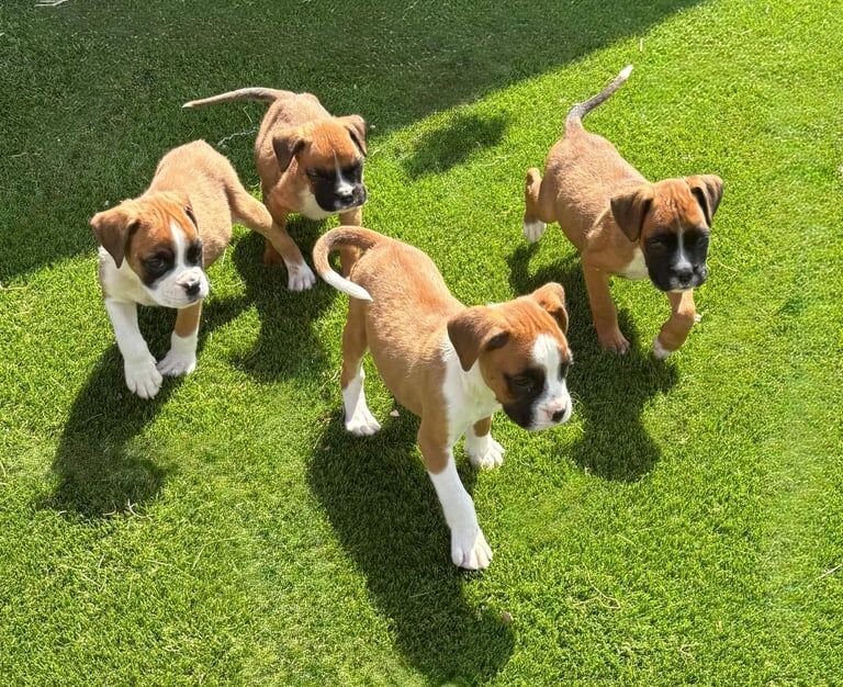 Boxer puppies for sale in Chichester, West Sussex – 10 weeks old