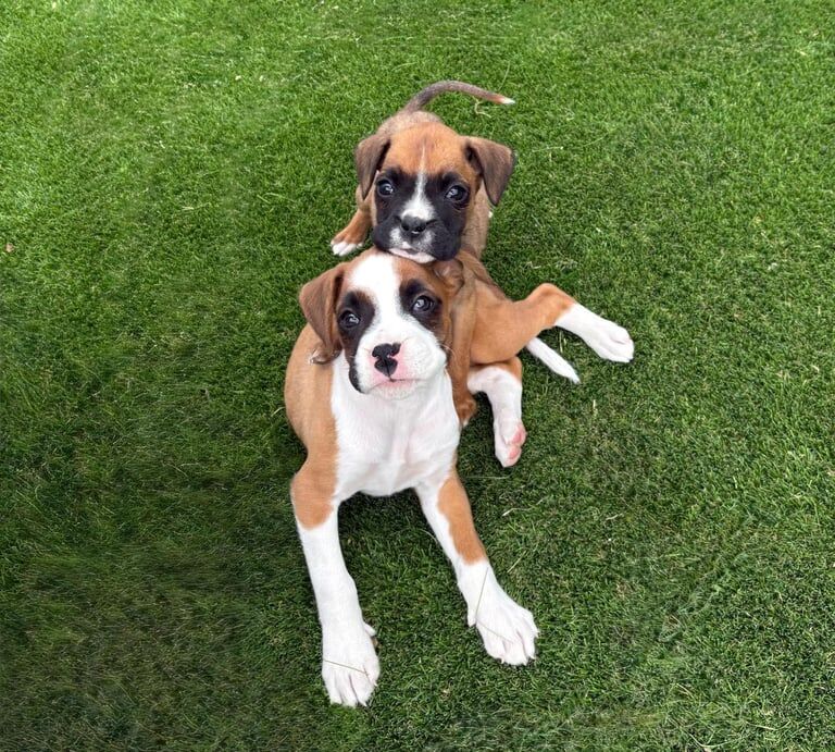 Boxer puppies for sale in Chichester, West Sussex – 10 weeks old - Image 2 of 3
