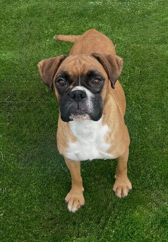 Boxer puppies for sale in Chichester, West Sussex – 10 weeks old - Image 3 of 3