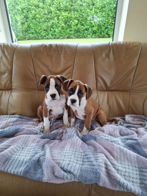 Boxer Puppies For Sale Under £1,000