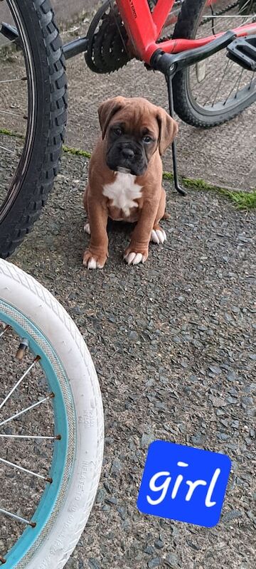 Boxer puppies for sale in Rosslea, County Fermanagh – 7 weeks old - Image 2 of 3