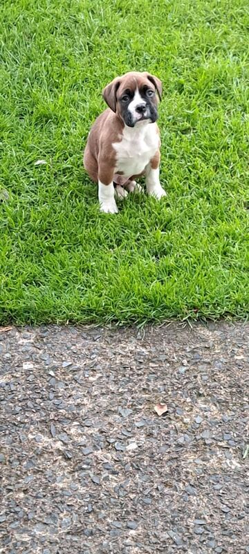 Boxer puppies for sale in Rosslea, County Fermanagh – 7 weeks old - Image 3 of 3