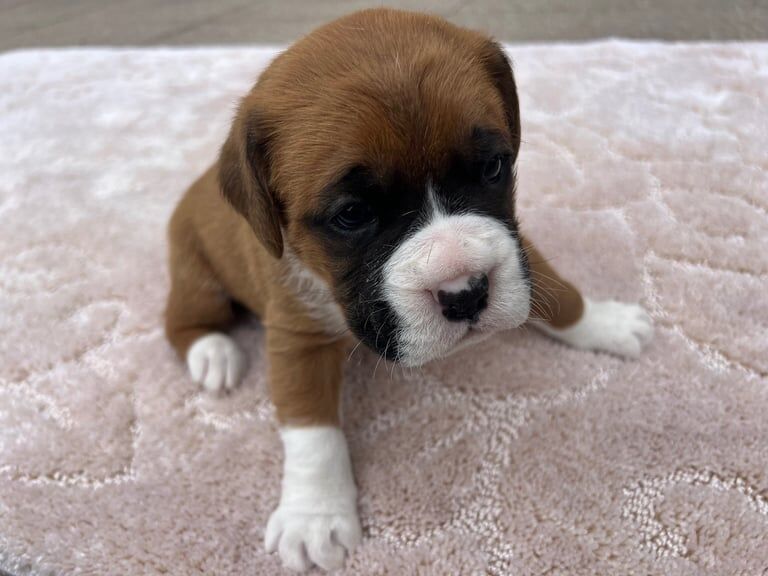 Boxer puppies for sale in Middlewich, Cheshire – KC registered, 5 weeks old
