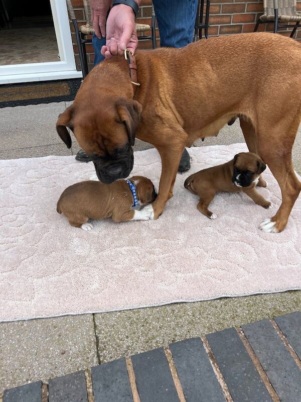 Boxer puppies for sale in Middlewich, Cheshire – KC registered, 3 months old - Image 3 of 3