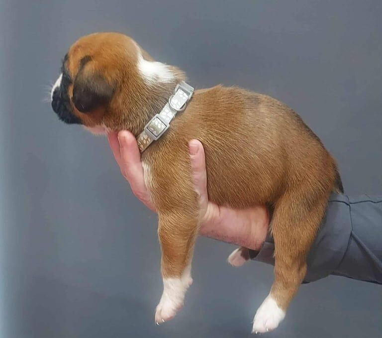 Boxer puppies for sale in Cross Gates, West Yorkshire – KC registered, 3 weeks old