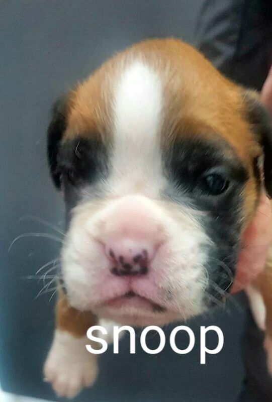 Boxer puppies for sale in Cross Gates, West Yorkshire – KC registered, 3 weeks old - Image 2 of 4