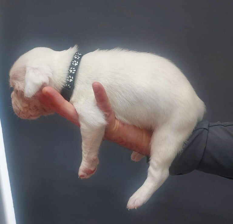Boxer puppies for sale in Cross Gates, West Yorkshire – KC registered, 3 weeks old - Image 3 of 4
