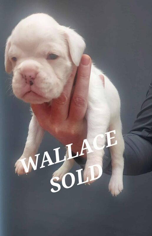 Boxer puppies for sale in Cross Gates, West Yorkshire – KC registered, 3 weeks old - Image 4 of 4