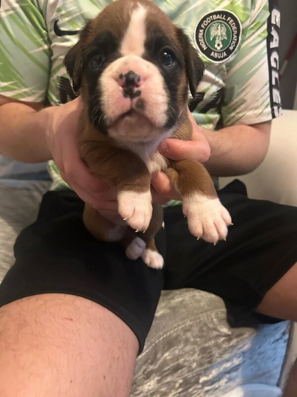 Boxer puppies for sale in Aberdeen, City of Aberdeen β 4 weeks old