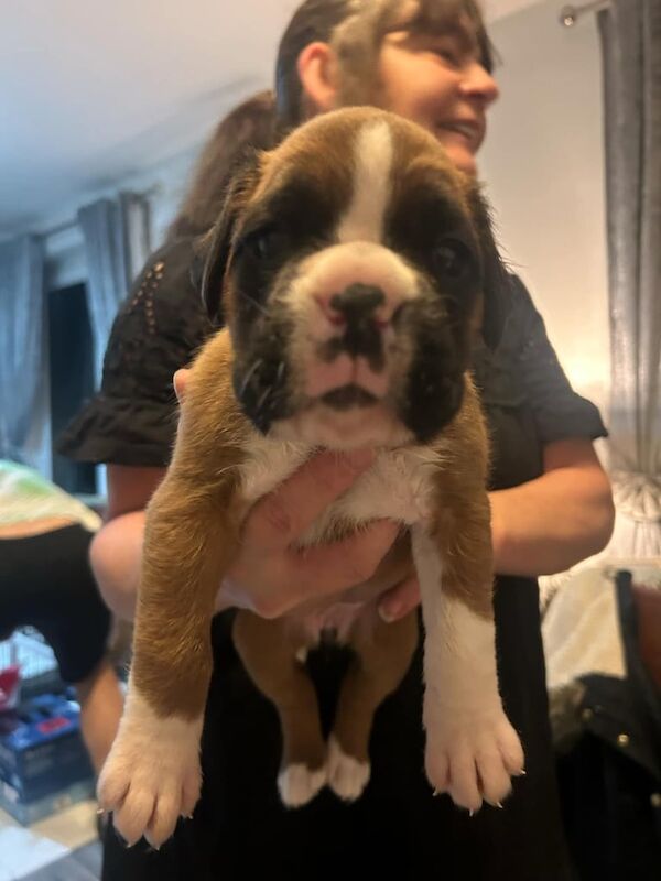 Boxer puppies for sale in Aberdeen, City of Aberdeen – 4 weeks old - Image 2 of 5