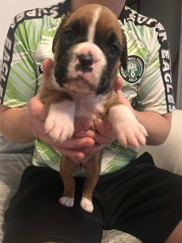 Boxer puppies for sale in Aberdeen, City of Aberdeen – 4 weeks old - Image 3 of 5