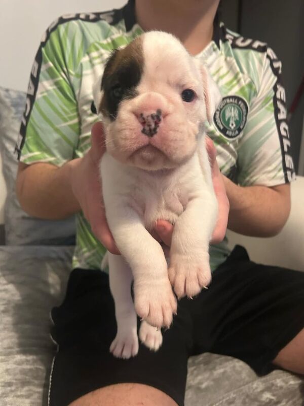 Boxer puppies for sale in Aberdeen, City of Aberdeen – 4 weeks old - Image 4 of 5