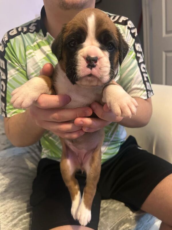 Boxer puppies for sale in Aberdeen, City of Aberdeen – 4 weeks old - Image 5 of 5