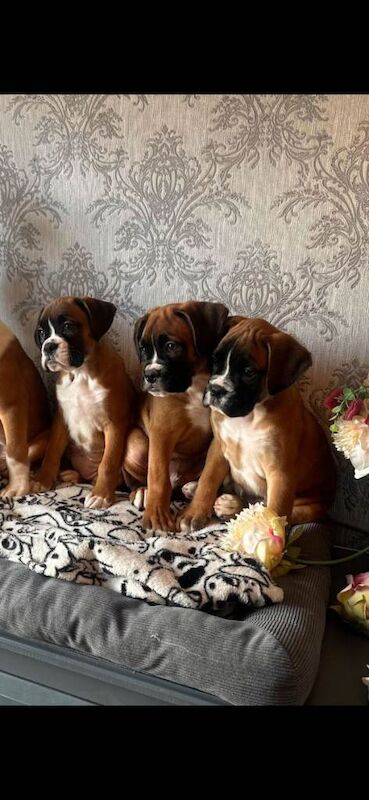 Boxer puppies for sale in Dungannon, County Tyrone – 8 weeks old