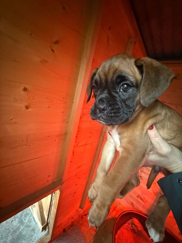 Boxer puppies for sale in Dungiven, County Londonderry – KC registered, 8 weeks old