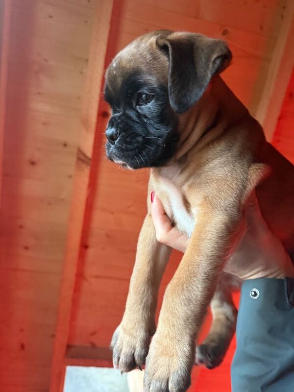 Boxer puppies for sale in Dungiven, County Londonderry – KC registered, 8 weeks old - Image 2 of 3
