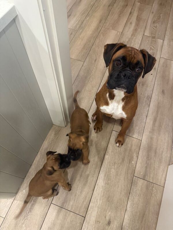 Boxer puppies for sale in Dungiven, County Londonderry – KC registered, 8 weeks old - Image 3 of 3