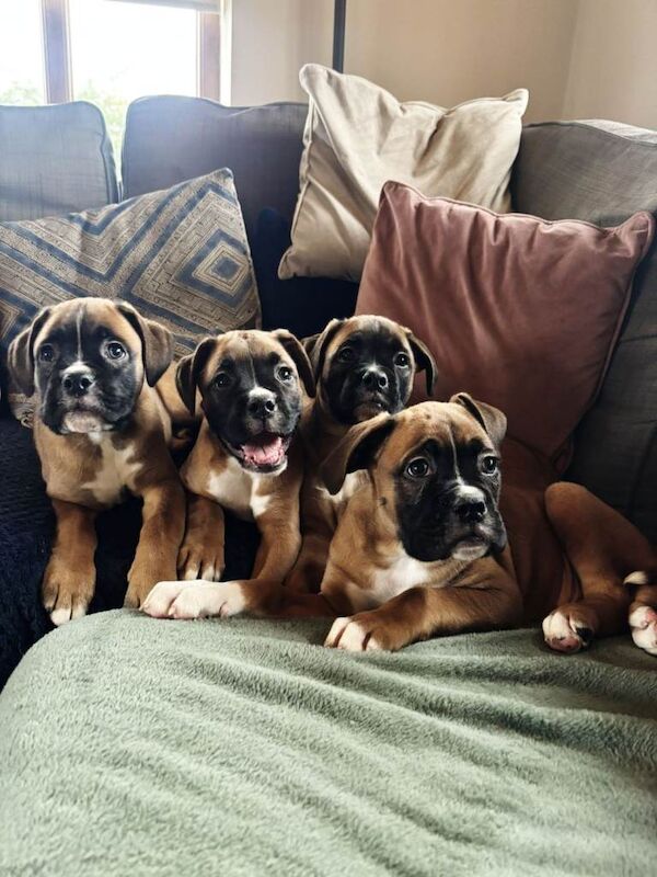 Kennel Club Registered Boxer Puppies For Sale