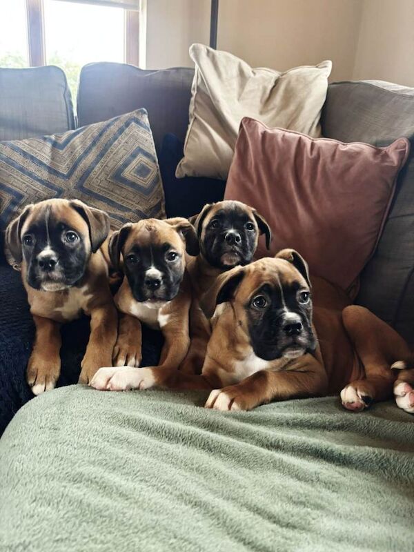 Boxer puppies for sale in Dungannon, County Tyrone – KC registered, 8 weeks old - Image 2 of 5
