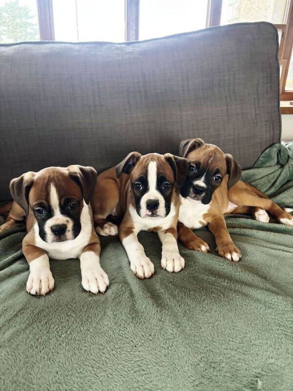 Boxer puppies for sale in Dungannon, County Tyrone – KC registered, 8 weeks old - Image 3 of 5