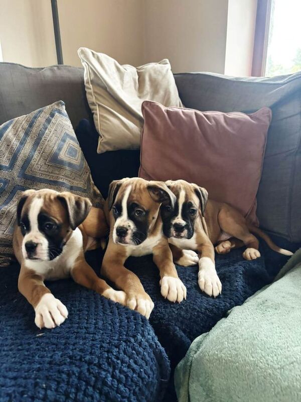 Boxer puppies for sale in Dungannon, County Tyrone – KC registered, 8 weeks old - Image 4 of 5