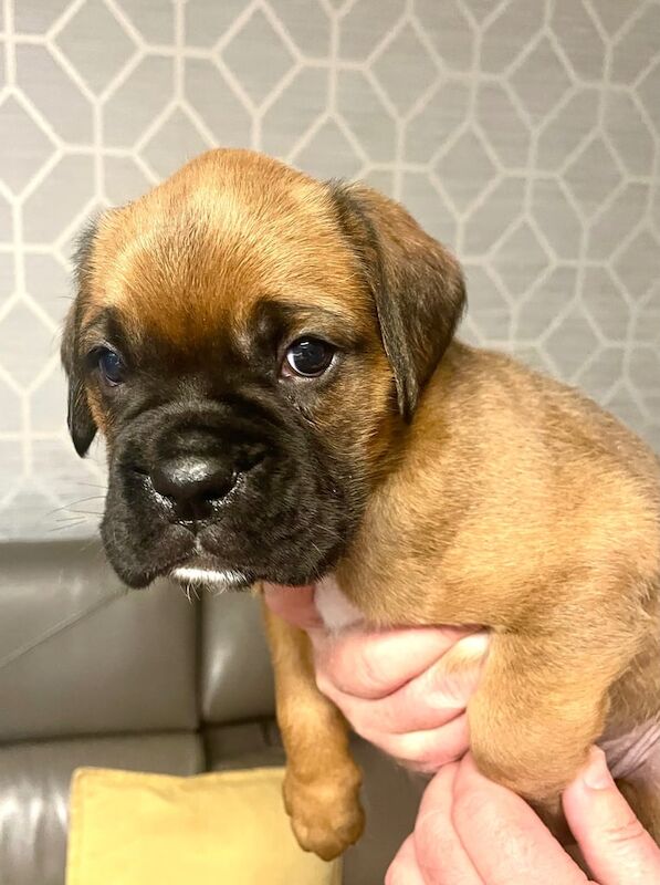 Boxer Puppies - bobs and tails for sale in Dunfermline, Fife