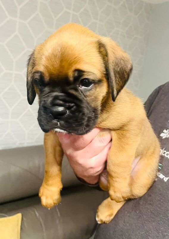 Boxer Puppies - bobs and tails for sale in Dunfermline, Fife - Image 2