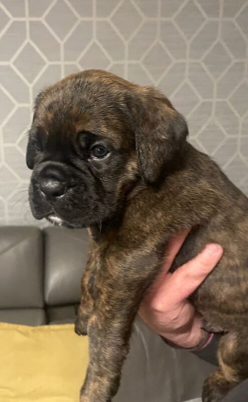 Boxer Puppies - bobs and tails for sale in Dunfermline, Fife - Image 3