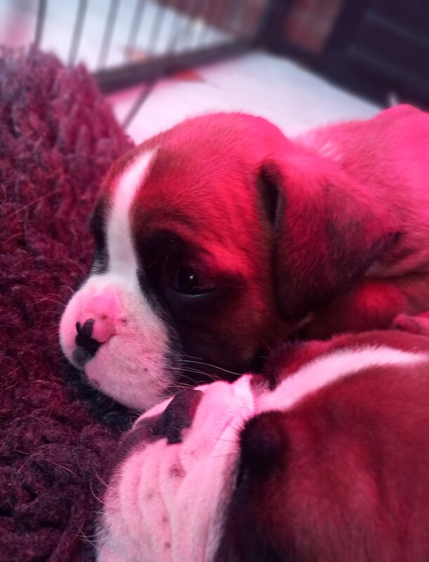 Boxer puppies for sale in Lickey, Worcestershire – 1 year old - Image 4 of 5