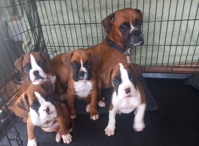 Boxer puppies for sale in Lickey, Worcestershire – 1 year old - Image 5 of 5