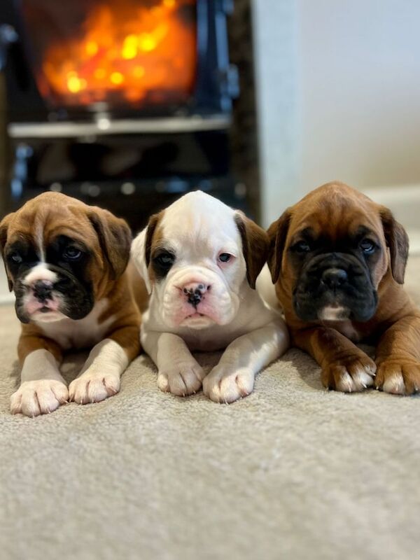 Boxer puppies for sale in Kilkeel, County Down – 5 weeks old