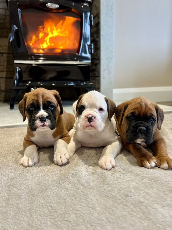 Boxer puppies for sale in Kilkeel, County Down – 5 weeks old - Image 2 of 3