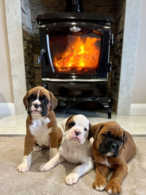 Boxer puppies for sale in Kilkeel, County Down – 5 weeks old - Image 3 of 3