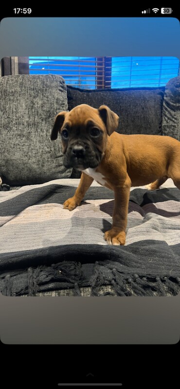 Boxer Puppies For Sale
