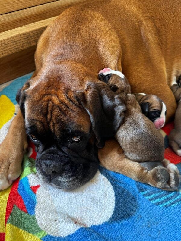 Boxer puppies Inverness for sale in Highland Boath, Nairn
