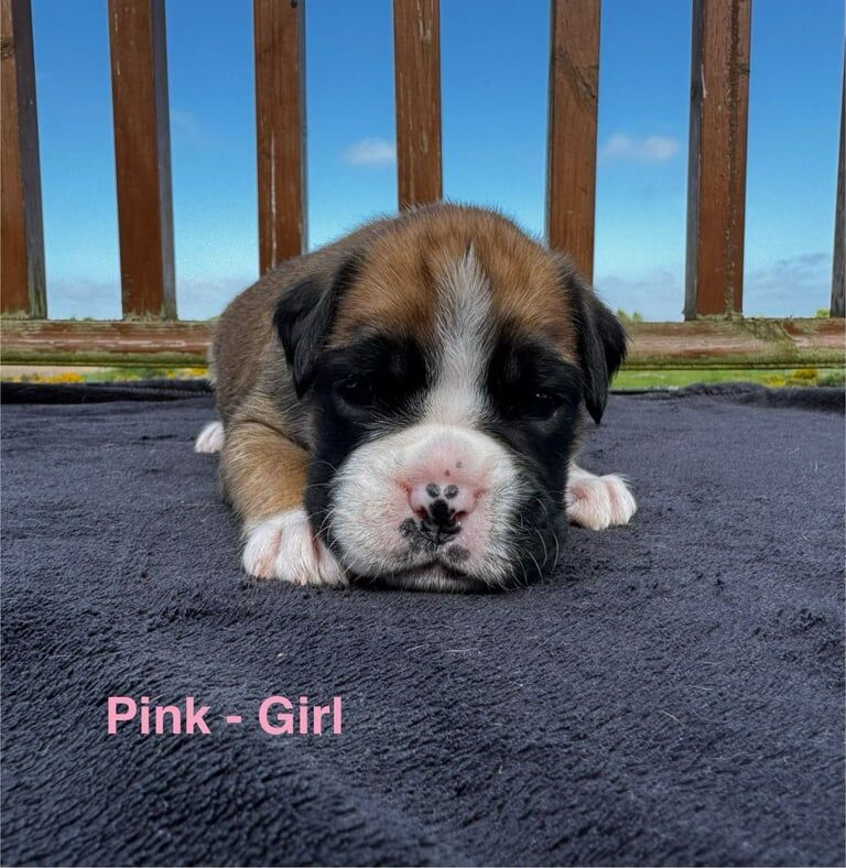 Boxer puppies Inverness for sale in Highland Boath, Nairn - Image 2
