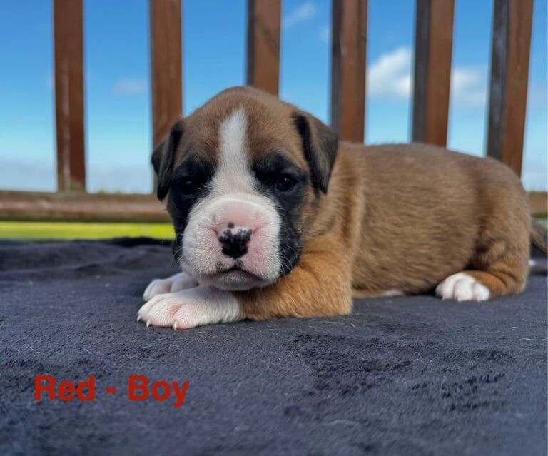 Boxer puppies Inverness for sale in Highland Boath, Nairn | Image 3