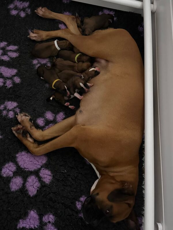 Boxer puppies for sale in Linlithgow, West Lothian – KC registered, 2 days old
