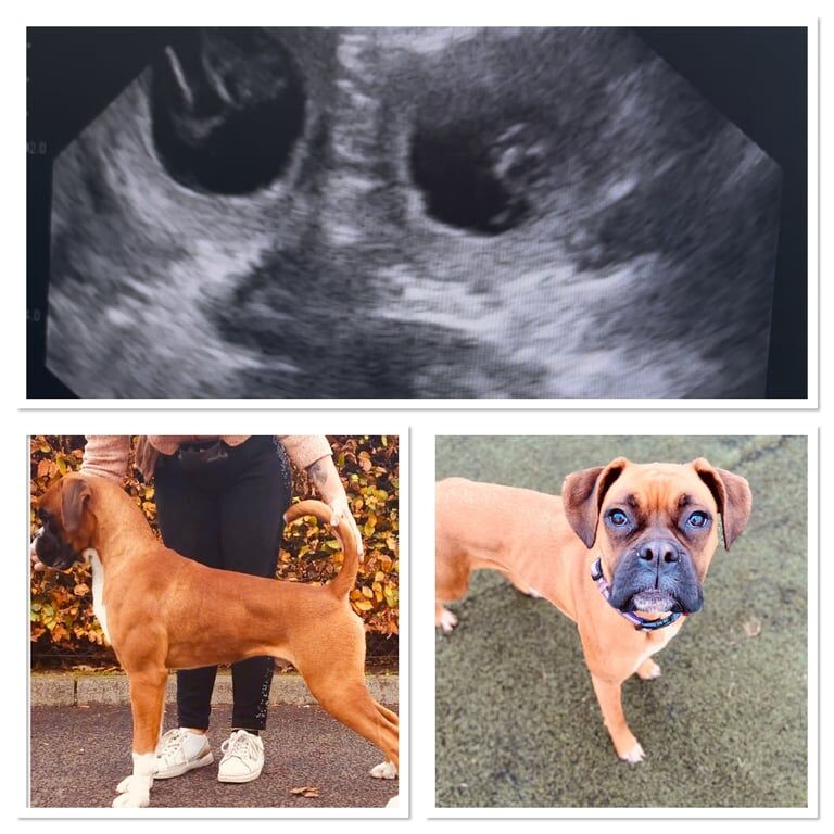 Boxer puppies for sale in Linlithgow, West Lothian – KC registered, 4 weeks old - Image 2 of 3