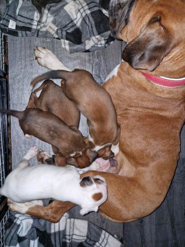 Boxer Puppies For Sale