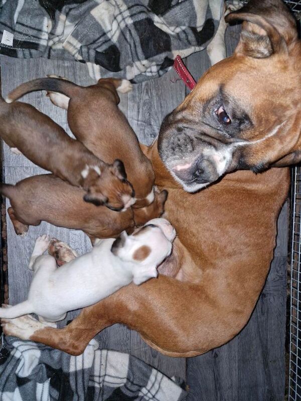 Boxer puppies for sale in Shildon, County Durham – KC registered, 3 months old - Image 2 of 4