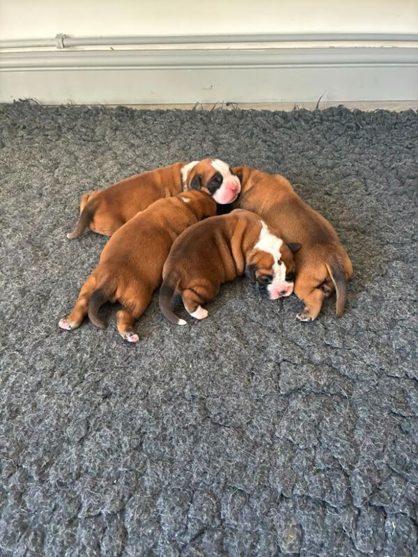 Boxer puppies KC registered - family home!