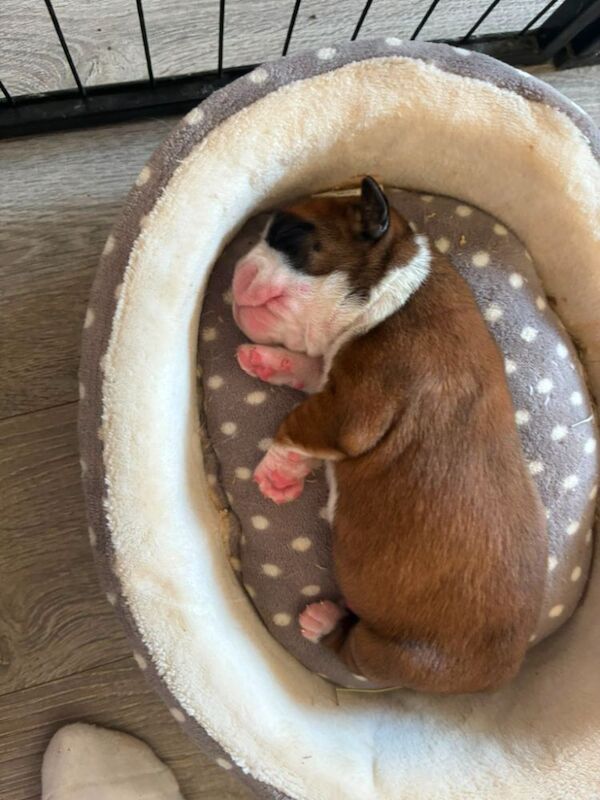 Boxer puppies KC registered - family home! - Image 3 of 11