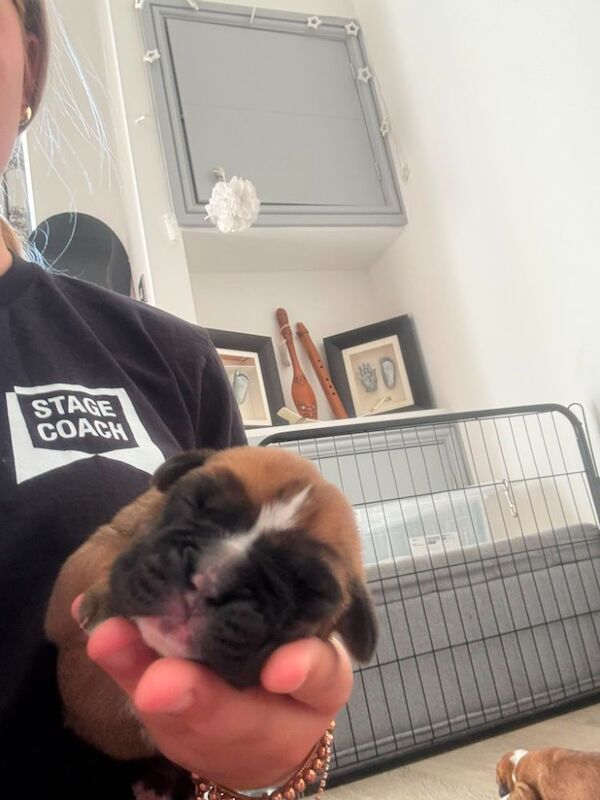 Boxer puppies KC registered - family home! - Image 5 of 11