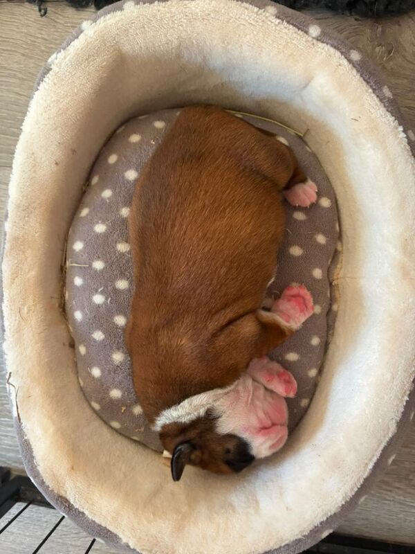 Boxer puppies KC registered - family home! - Image 6 of 11