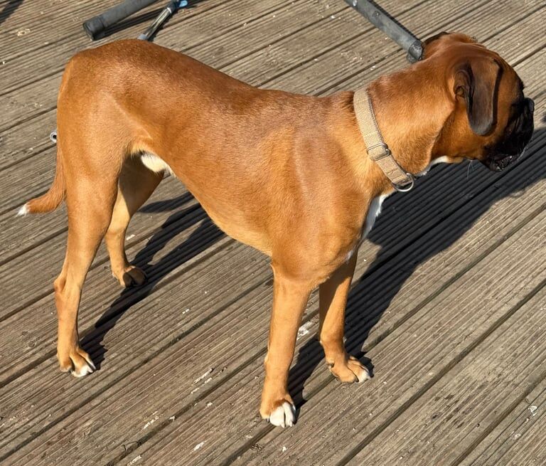 BOXER PUPPY 11 Months for sale in Coatbridge, Lanarkshire