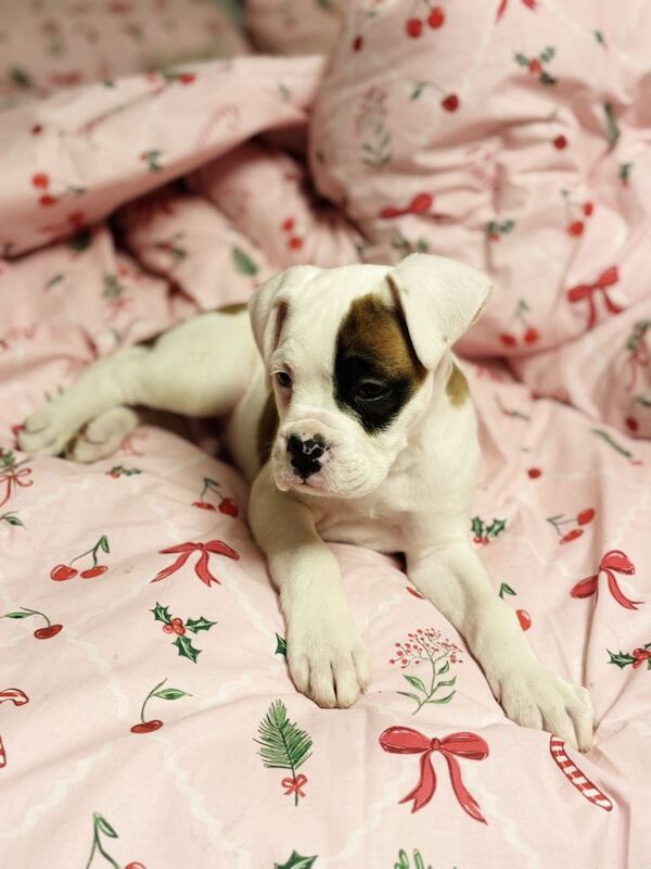 Boxer puppies for sale in Coalisland, County Tyrone – 10 weeks old