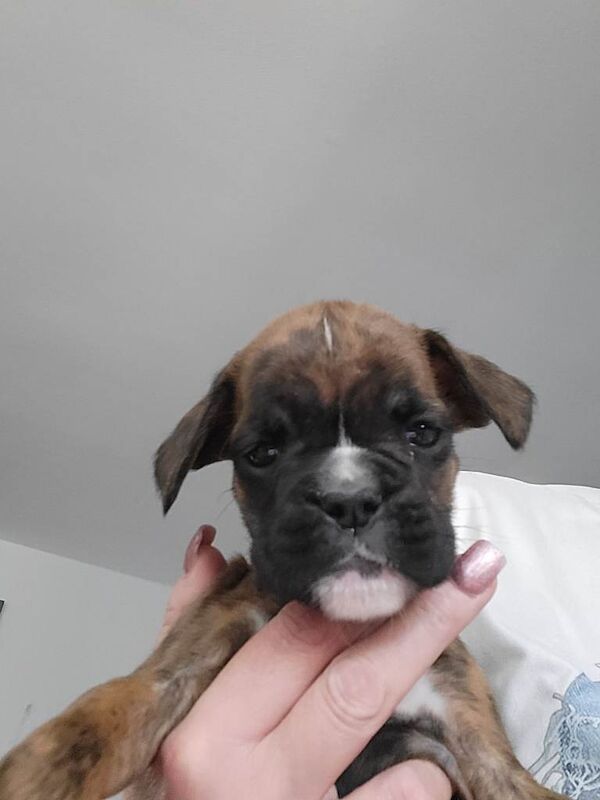 Boxer puppy
