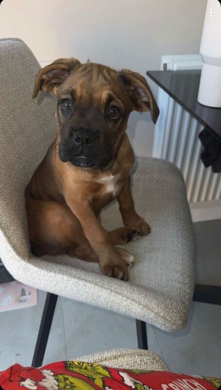 Boxer Puppies For Sale